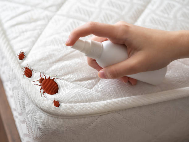 Best Affordable Pest Control Services  in Lakeland, NY